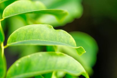 Yeşil yaprak siyah arka plan üzerine tropikal orman bitki