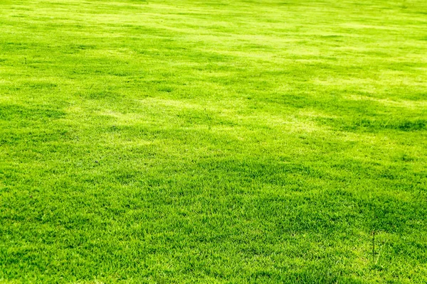 Erba verde. texture naturale di sfondo. gras verde primavera fresca — Foto Stock