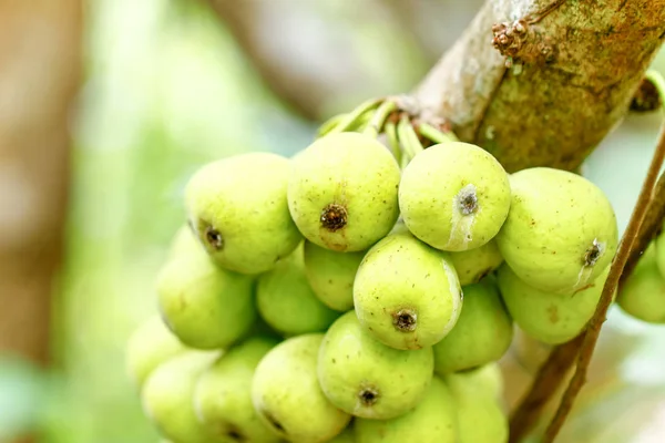 Figues vertes mûrissant sur l'arbre au soleil. Figues d'Asie — Photo