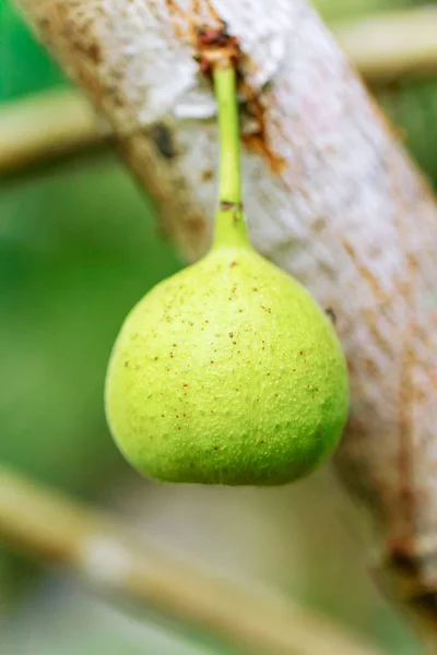 Figues vertes mûrissant sur l'arbre au soleil. Figues d'Asie — Photo