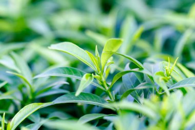 Portre genç koyu yeşil ışık almayan, genç yaprak üzerinde 