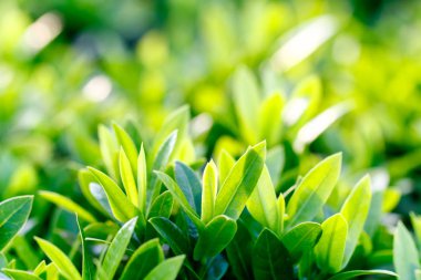 Portre genç koyu yeşil ışık almayan, genç yaprak üzerinde 