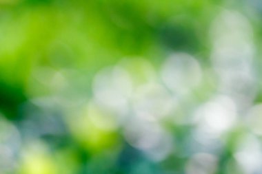 Yeşil bulanık arkaplan ve güneş ışığı