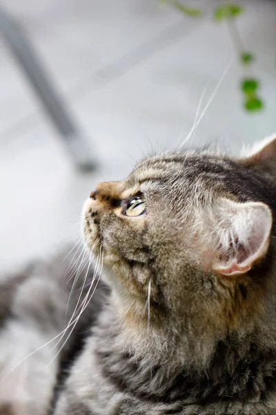 Ojos de gato: Acercamiento de ojos de gato, Acercamiento de gato hipnótico — Foto de Stock