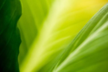 Yeşil yaprakları ile gölge arka plan.