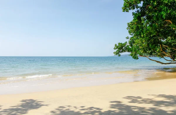 美丽的风景, 在海边的树木。dayli 海景 — 图库照片