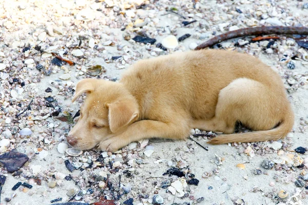 Pequeño cachorro rojo acostado en la arena de la playa — Foto de Stock