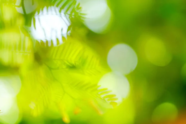 Grüne Bokeh auf der Natur abstrakte Unschärfe Hintergrund grüne Bokeh aus — Stockfoto