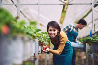 genç kadının çilek toplama