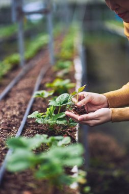 Çiftçi dikim çilek eller
