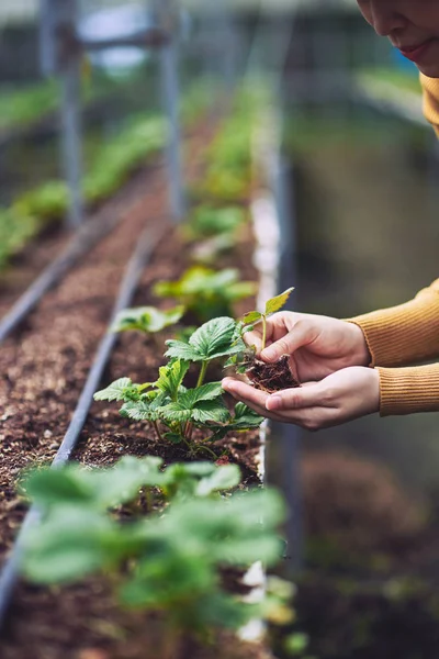Çiftçi dikim çilek eller