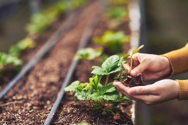 Bonde händer plantering jordgubbar — Stockfoto