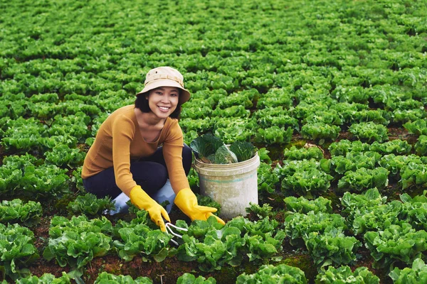 Молодая женщина собирает капусту — стоковое фото