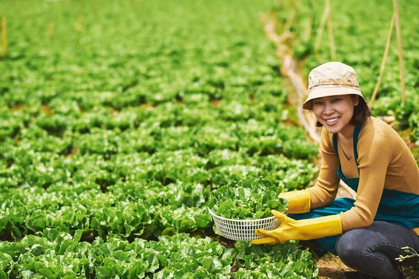 Farmer worker picking lettuce — Stock Photo, Image