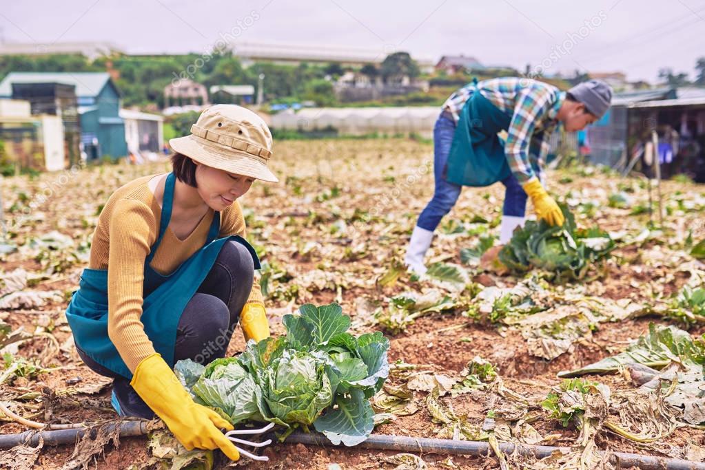 Workers picking cabbage in field
