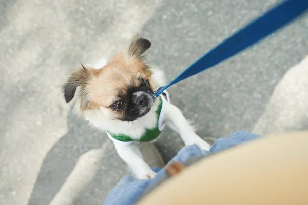 Homem brincando com seu cão — Fotografia de Stock