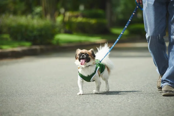 Adam köpeğiyle yürüyor. — Stok fotoğraf