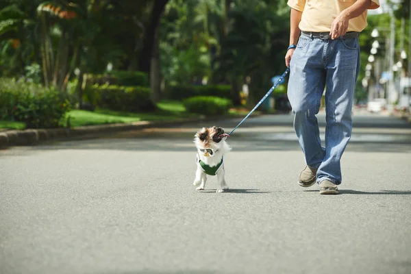 Man loopt met zijn hond — Stockfoto