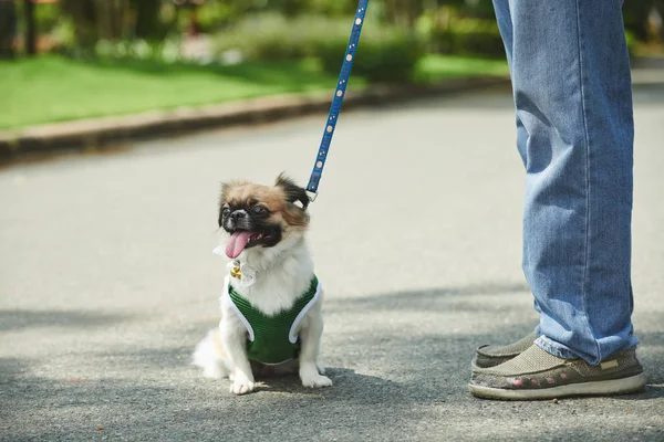 Adorable dog sitting — Stock Photo, Image