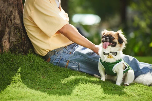 Hombre sentado en la hierba y jugando con el perro — Foto de Stock