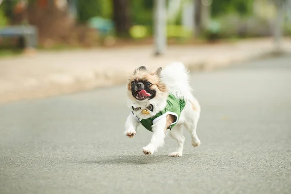 Dog running outdoors — Stock Photo, Image