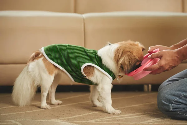 Owner giving food to dog — Stock Photo, Image