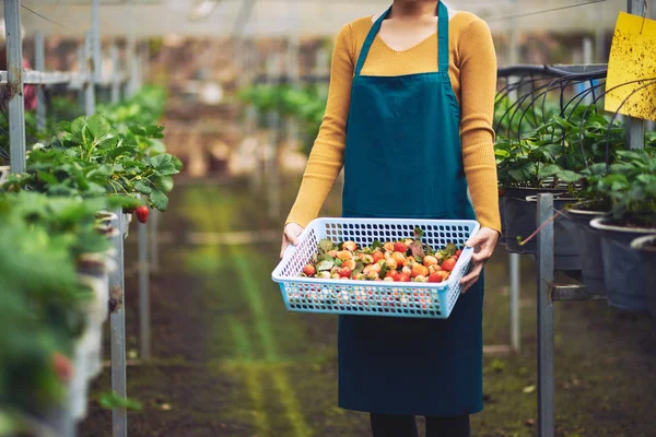 Greenhouse worker with box — Stock Photo, Image
