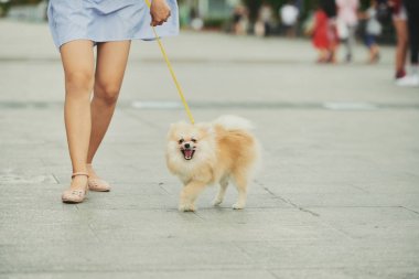 Kabarık Pomeranian spitz kadın onun sahibi ile açık yürüyüş