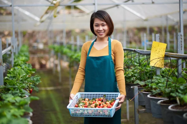 Csinos Fiatal Vietnami Üvegházhatást Okozó Munkavállaló Szamóca Szedés — Stock Fotó