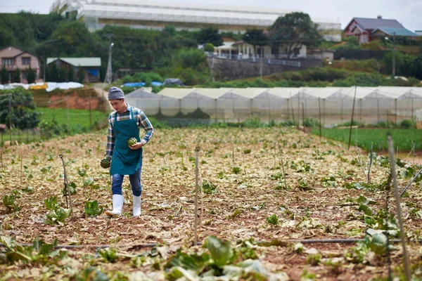 Βιετναμέζικα Αγρόκτημα Εργαζόμενος Picking Οργανικά Αγκινάρας Στον Τομέα — Φωτογραφία Αρχείου