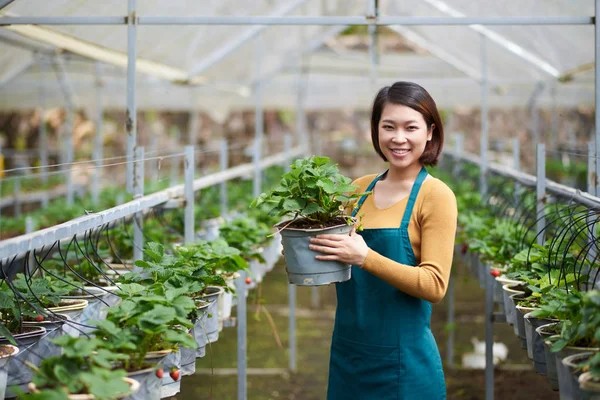 站在温室中的微笑雌性草莓种植者肖像 — 图库照片