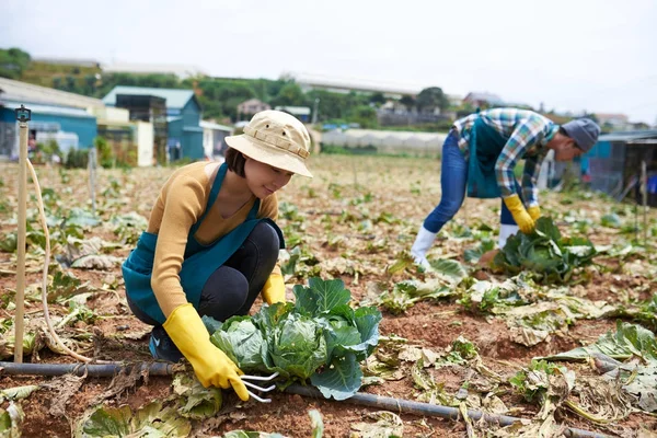 Jeunes Travailleurs Agricoles Asiatiques Cueillant Chou Dans Champ — Photo
