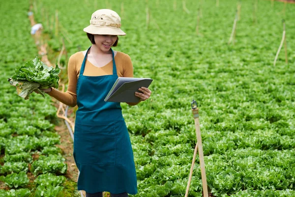 Lahana Ile Kadın Vietnamca Çiftçi Dijital Tablet Hakkında Bilgi Okuma — Stok fotoğraf