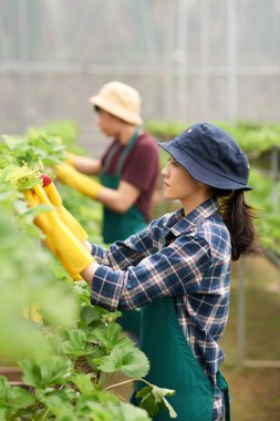 Çilek çalılar satır ayakta ve hasat Asya sera işçileri