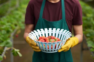 sera işçi holding plastik sepet ile taze olgun çilek dolu 