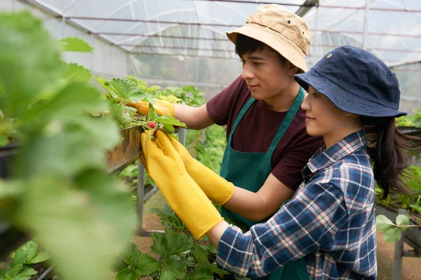 Dos Jóvenes Agricultores Confiados Mirando Fresas Frescas Apetitosas Amplio Invernadero — Foto de Stock
