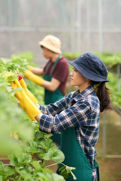 アジア温室労働者イチゴ茂みの行に立っていると収穫 — ストック写真