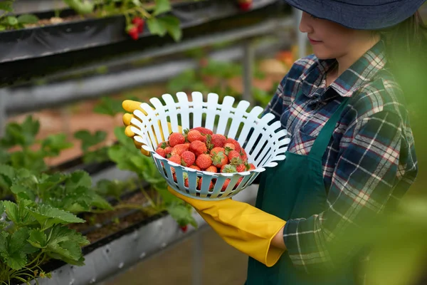 Farmer Keresi Műanyag Kosár Tele Érett Eper — Stock Fotó