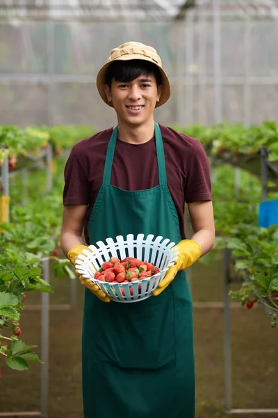 Retrato Jardinero Asiático Sosteniendo Cesta Plástico Llena Fresas Apetitosas — Foto de Stock