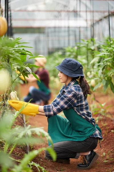 Giardinieri Seduti Fianchi Controllare Qualità Delle Piante Pepino Che Crescono — Foto Stock