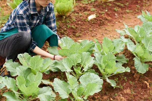 女性の裏庭の庭で働いている間雑草を抜く — ストック写真