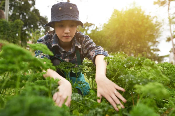 Ganska Ung Kvinna Som Arbetar Köksträdgård Belysta Med Dagsljus — Stockfoto