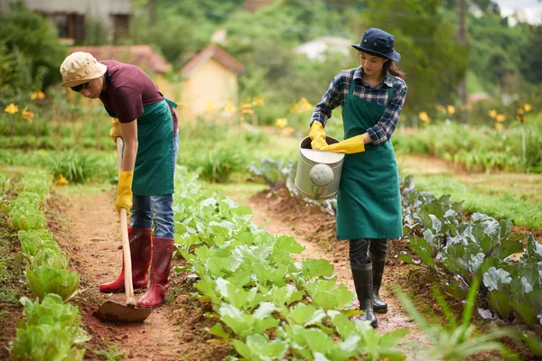 Asian Couple Working Spacious Backyard Garden — Stock Photo, Image