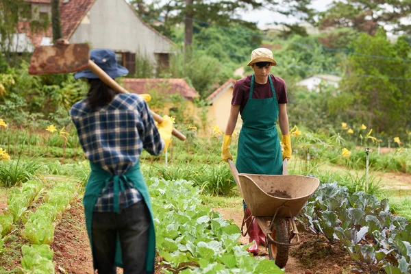 Werkproces Ruime Moestuin Vrouw Wandelen Langs Kruid Bedden Met Een — Stockfoto