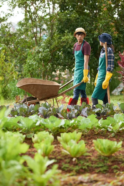 Grădinari Asiatici Purtând Șorțuri Ghete Mers Jos Lungul Grădinii Legume — Fotografie, imagine de stoc