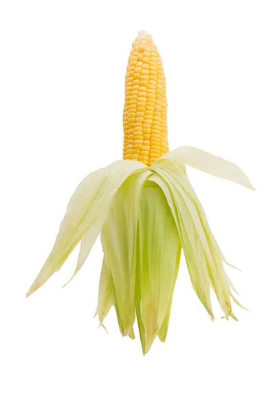 Ripe Corn Ear Isolated White Background — Stock Photo, Image