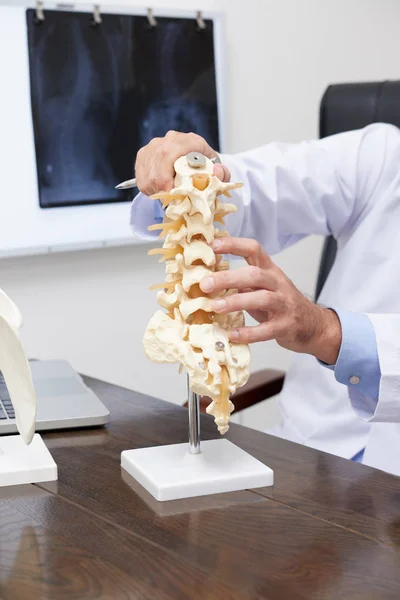 Modelo Plástico Coluna Vertebral Mesa Osteopata — Fotografia de Stock