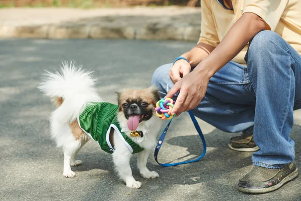 Eigenaar Speelgoed Geven Zijn Schattig Hondje — Stockfoto