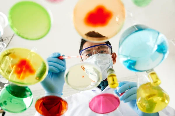 Vietnamese Scientist Growing Microorganisms Glass Dishes — Stock Photo, Image