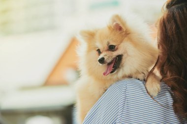 Çok güzel Pomeranian spitz omuz kadın onun sahibi